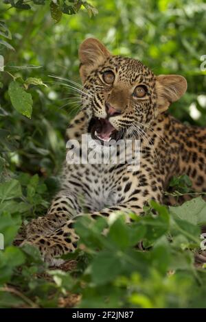 Portrait d'un léopard, photo prise lors d'un safari à Sabi Sands, Afrique du Sud Banque D'Images