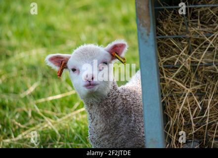 Mignon curieux mouton blanc Shetland peeking dehors dans le champ, East Lothian, Écosse, Royaume-Uni Banque D'Images