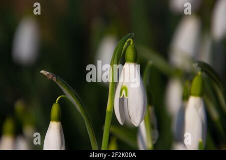 Gros plan des gouttes de neige, également appelées Galanthus nivalis ou schneegloeckchen Banque D'Images