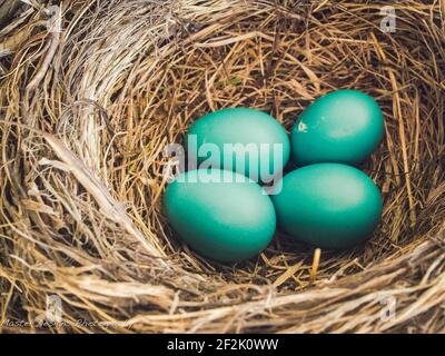 4 quatre oeufs de Robin dans un nid tissé