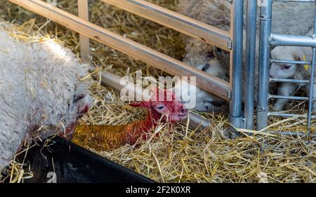 Brebis Shetland brebis avec agneau nouveau-né après la naissance dans la grange, Lothian est, Écosse, Royaume-Uni Banque D'Images