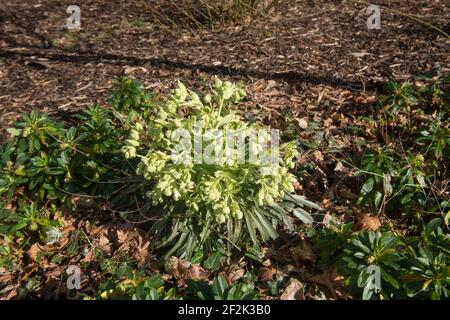 Fleurs printanières de l'usine Evergreen de lamage (Helleborus foetidus) Croissant dans une bordure herbacée couverte de Mulch dans un Woodland Garden Banque D'Images