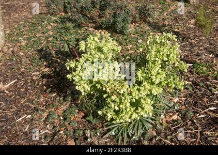 Fleurs printanières de l'usine Evergreen de lamage (Helleborus foetidus) Croissant dans une bordure herbacée couverte de Mulch dans un Woodland Garden Banque D'Images