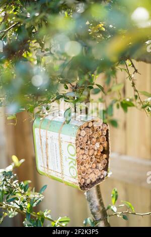 Une maison pour les abeilles solitaires faite à partir d'une huile d'olive recyclée et bambou attaché à un buisson pyrocanthus dans un jardin à Exeter, Devon, Royaume-Uni. Banque D'Images