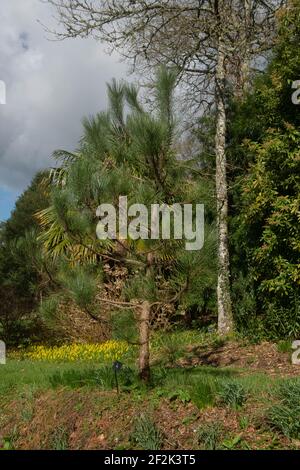 Feuillage printanier du pin de Hartweg conifères d'Evergreen (Pinus hartwegii) Culture dans un jardin des bois avec des jonquilles en arrière-plan Banque D'Images