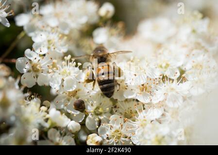 Une abeille occidentale ou une abeille européenne (APIs mellifera) qui recherche le nectar dans les fleurs d'un firethorn ou d'un pyrocanthus en fleur. Banque D'Images