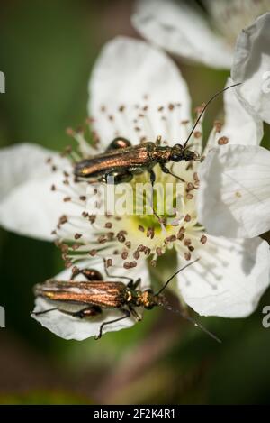 Un faux coléoptère (Oedemera nobilis) une fleur de rose sauvage près de Colaton Raleigh, Devon, Royaume-Uni Banque D'Images