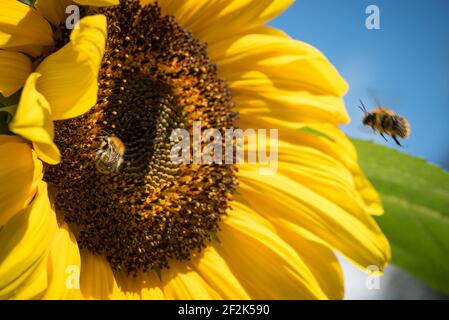 Abeille commune (Bombus pascuorum) sur un tournesol (helianthus) dans un jardin à Exeter, Devon, Royaume-Uni. Banque D'Images