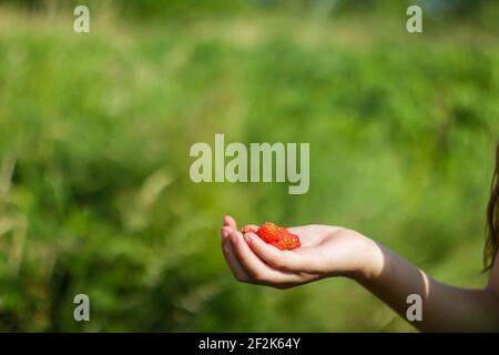 Main femelle tenant une fraise sur fond vert flou. Une poignée de fraises rouges mûres juteuses dans la paume de la main d'un enfant. En bonne santé Banque D'Images