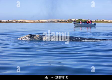 Touristes en bateau touristique d'observation de la baleine grise du Pacifique (Eschrichtius robustus) surfaisant près de Puerto Adolfo López Mateos, Baja California sur, Mexique Banque D'Images