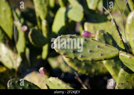 Détail d'opuntia ficus indica ou cactus de poire pirickly Banque D'Images