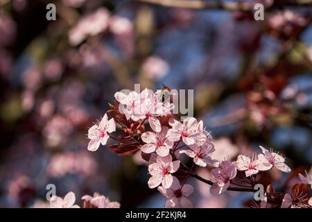 Recherche de miel sur des fleurs de printemps rose de prune de cerise Banque D'Images