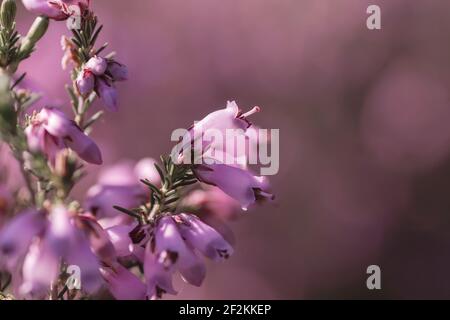 Détail de la floraison des heath irlandais au printemps Banque D'Images