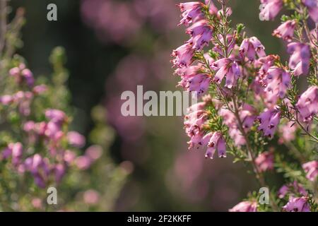 Détail de la floraison des heath irlandais au printemps Banque D'Images