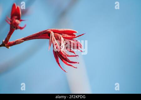 Acer palmatum cracher le feuillage rouge gros plan, mise au point sélective Banque D'Images