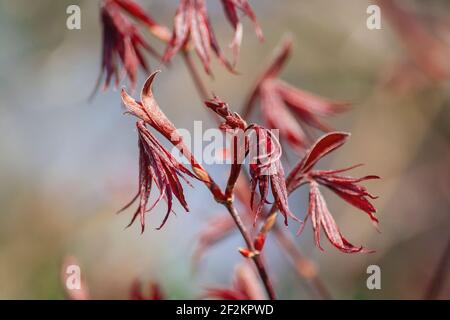 Acer palmatum cracher le feuillage rouge gros plan, mise au point sélective Banque D'Images