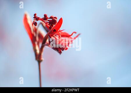 Acer palmatum fleurs rouges et feuilles gros plan, foyer sélectif Banque D'Images