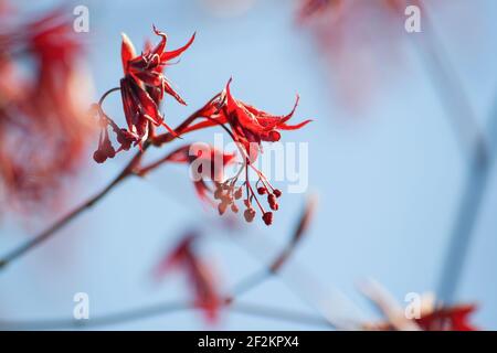 Acer palmatum fleurs rouges et feuilles gros plan, foyer sélectif Banque D'Images