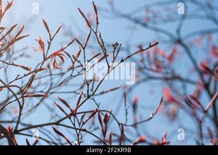Acer palmatum arbre à feuilles caduques craquant le feuillage rouge au printemps Banque D'Images