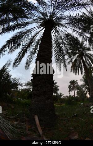 Dattes palmiers , arbre de la famille des palmiers cultivé pour ses fruits comestibles doux. La paume de la date a été prisée de l'antiquité la plus lointaine. Banque D'Images