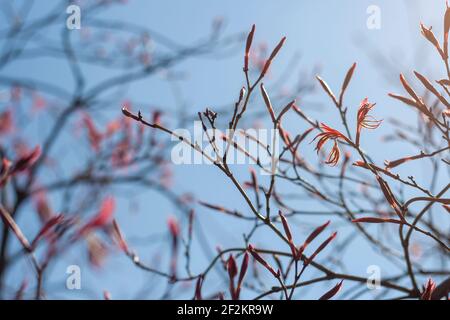 Acer palmatum arbre à feuilles caduques craquant le feuillage rouge au printemps Banque D'Images