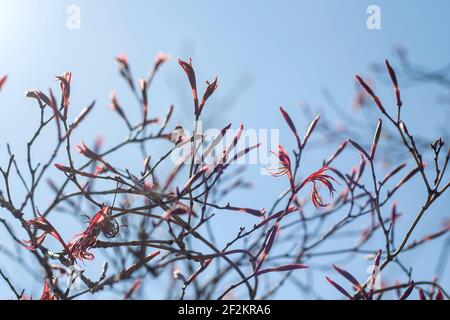 Acer palmatum arbre à feuilles caduques craquant le feuillage rouge au printemps Banque D'Images