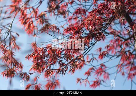 Acer palmatum feuillage rouge érable japonais Banque D'Images