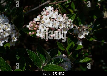 Viburnum tinus fleurs blanches et feuilles vertes Banque D'Images