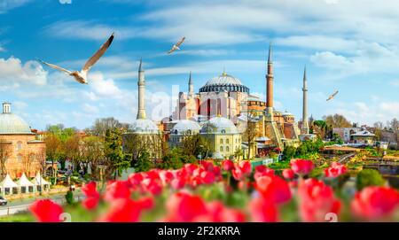 Mouettes et Sainte-sophie à jour à Istanbul, Turquie Banque D'Images