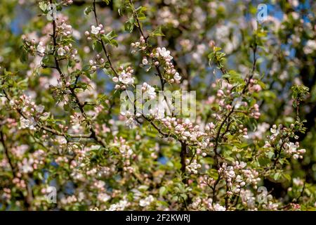 Pommier sauvage en fleurs au printemps Banque D'Images