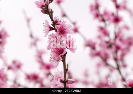 Détail de prunus persica fleurs roses fleurir au printemps Banque D'Images