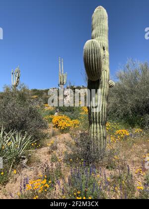Un gros plan d'un grand cactus saguaro dans un désert contre un ciel bleu Banque D'Images