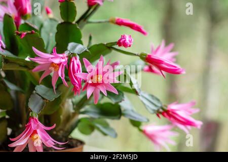 Hatiora rosea ou Rose Pâques Cactus plante succulente fleurs roses floraison Banque D'Images