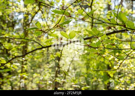 Feuillage vert printemps de l'arbre de hêtre de Fagus sylvatica Banque D'Images