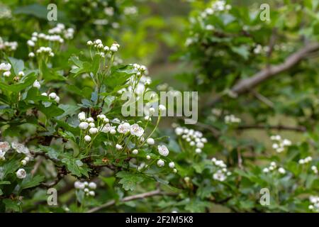 Les fleurs blanches de Hawthorn fleurissent au printemps Banque D'Images