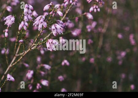 Détail de la lande irlandaise - Erica Erigenea - fleurs roses floraison au printemps Banque D'Images