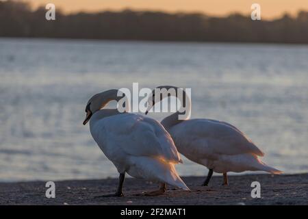 Magnifique cygne sauvage dans une lumière chaude au coucher du soleil Banque D'Images