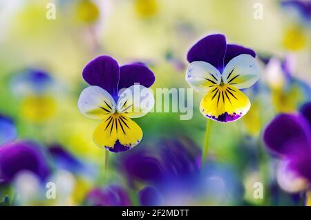 Un gros plan d'une paire de fleurs de alto colorées côte à côte se démarquant d'un jardin de violons flous. Banque D'Images