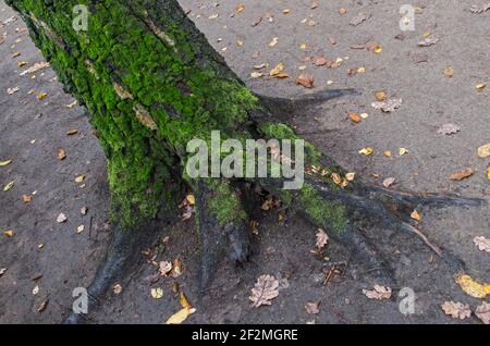 Partie inférieure du tronc incliné de l'arbre avec écorce de gris foncé, surcultivée avec de la mousse verte douce et des racines florides, situées au-dessus du sol, comme pa à châle Banque D'Images