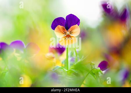 Une seule fleur de violette orange et violette se démarquant d'une bande de fleurs de violette floues ou non nettes. Avec espace vide. Banque D'Images