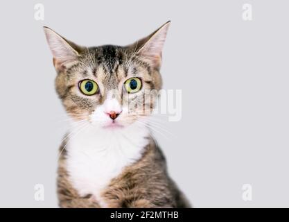 Un chaton de tabby à larges yeux avec des pupilles dilatées Banque D'Images