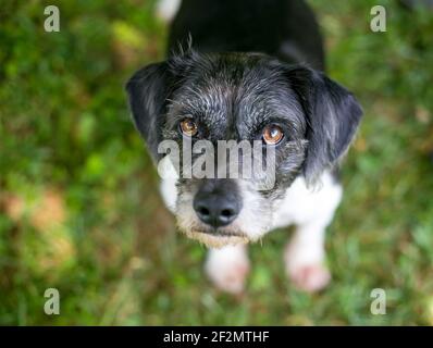 Un chien de race mixte de Terrier à poil boueux aux yeux bruns vers le haut de la caméra Banque D'Images