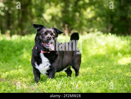 Chien mixte Chihuahua en surpoids avec prolapsus de la glande de nictitans ou « œil de cerisier » dans son œil gauche Banque D'Images