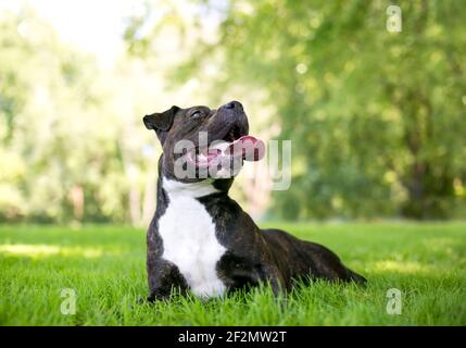 Un chien de race mixte brun et blanc Staffordshire Bull Terrier couché dans l'herbe et panting Banque D'Images