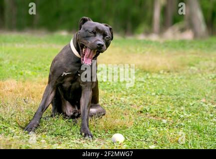 Un chien noir de race mixte Pit Bull Terrier assis à l'extérieur et bâillements Banque D'Images