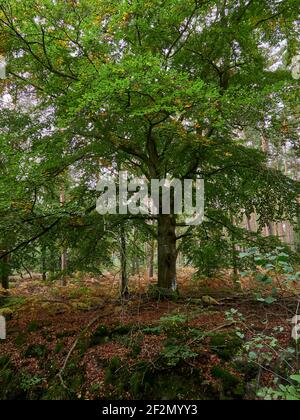 Forêt mystique de Darß primeval, parc national de Vorpommersche Boddenlandschaft, Mecklembourg-Poméranie occidentale, Allemagne Banque D'Images