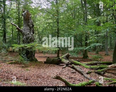 Forêt mystique de Darß primeval, parc national de Vorpommersche Boddenlandschaft, Mecklembourg-Poméranie occidentale, Allemagne Banque D'Images