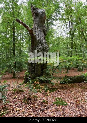 Forêt mystique de Darß primeval, parc national de Vorpommersche Boddenlandschaft, Mecklembourg-Poméranie occidentale, Allemagne Banque D'Images