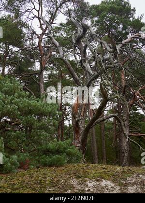 Forêt mystique de Darß primeval, parc national de Vorpommersche Boddenlandschaft, Mecklembourg-Poméranie occidentale, Allemagne Banque D'Images