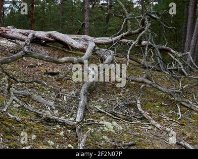 Forêt mystique de Darß primeval, parc national de Vorpommersche Boddenlandschaft, Mecklembourg-Poméranie occidentale, Allemagne Banque D'Images